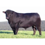 Cow - Black Angus Bull - Schleich Farm 13879
